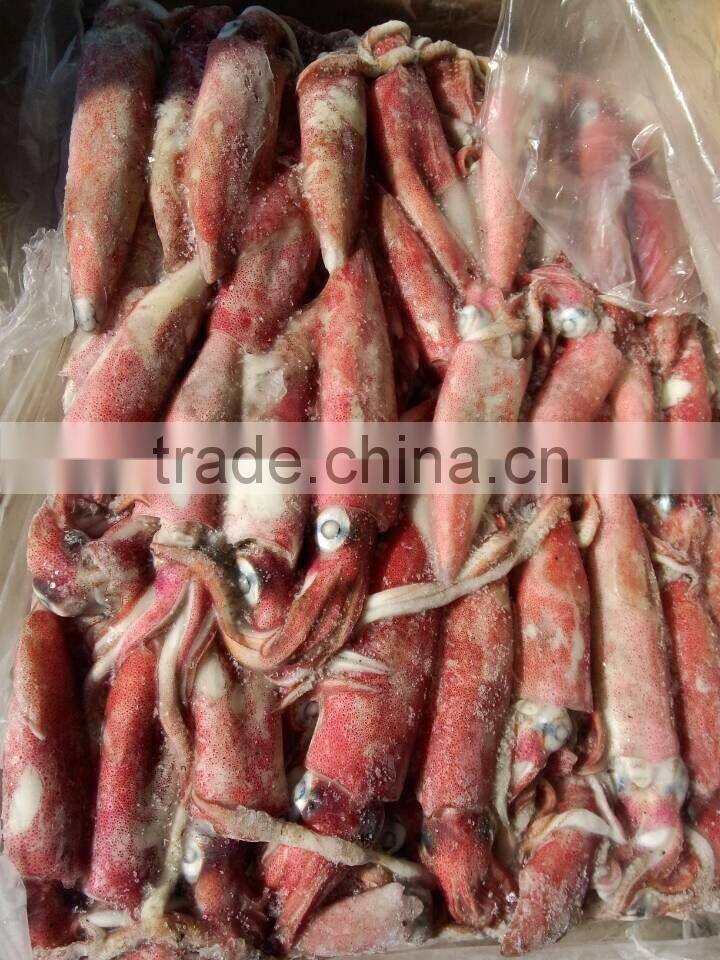 frozen seafood importers squid loligo