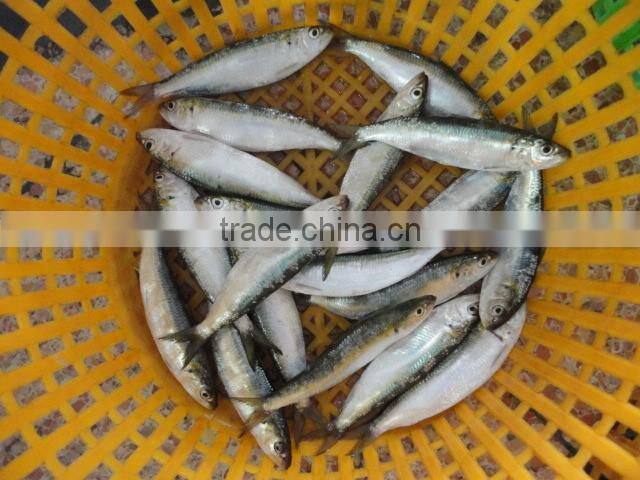 Frozen Whole Round Sardine