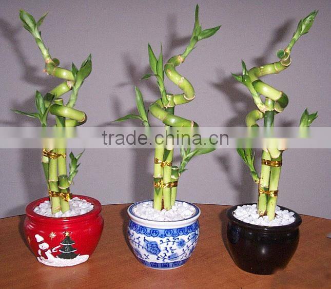 Lucky bamboo sales to the Middle East countries
