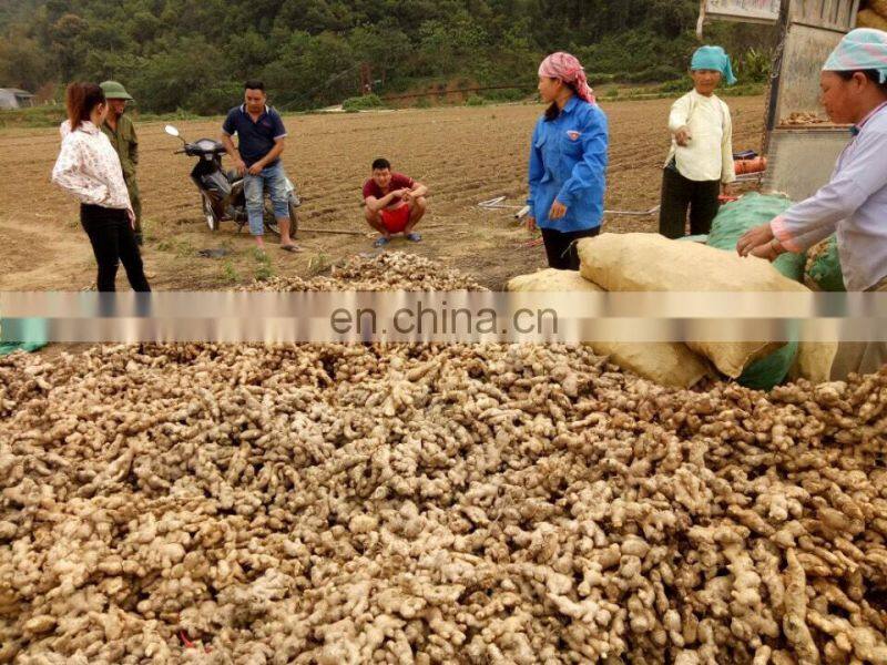 Fresh Ginger from Vietnam