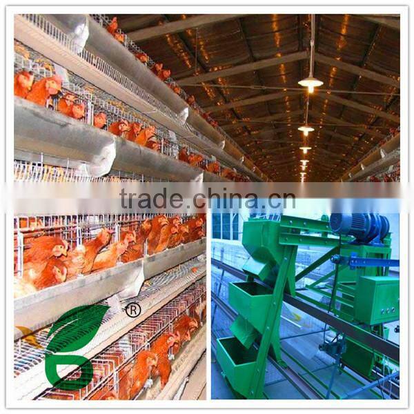 automatic chicken feeding system