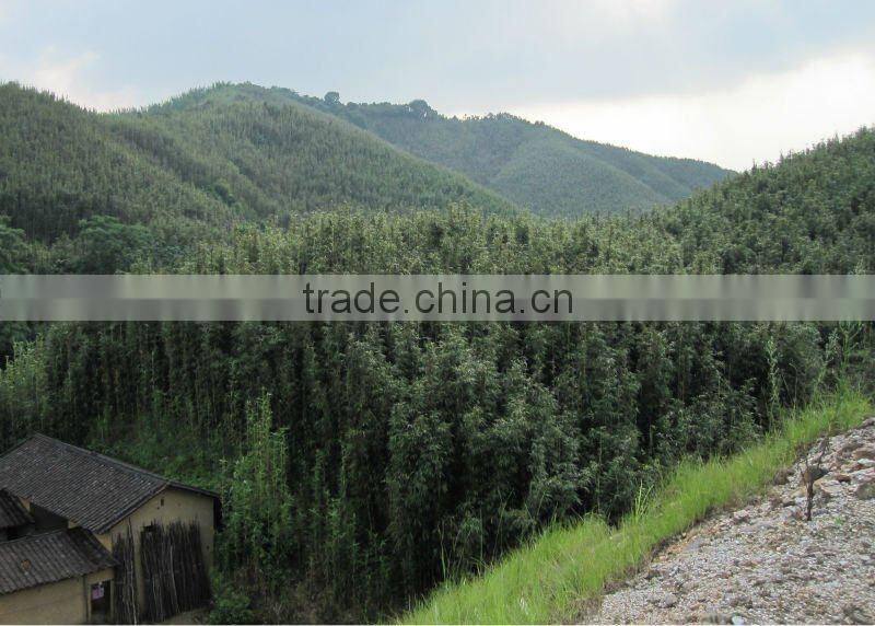 Tonkin Bamboo Stake - Bamboo cane - Natural Bamboo cane