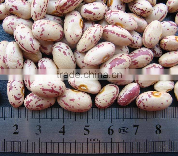 small round shape ight speckled Kidney Bean Pinto bean