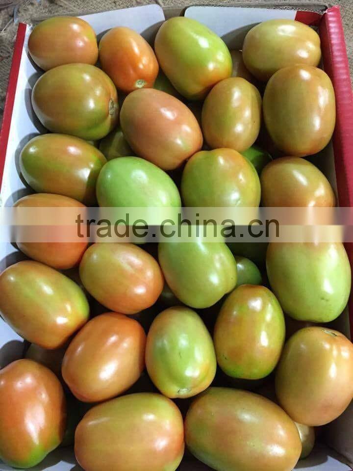 FRESH TOMATOES cheap