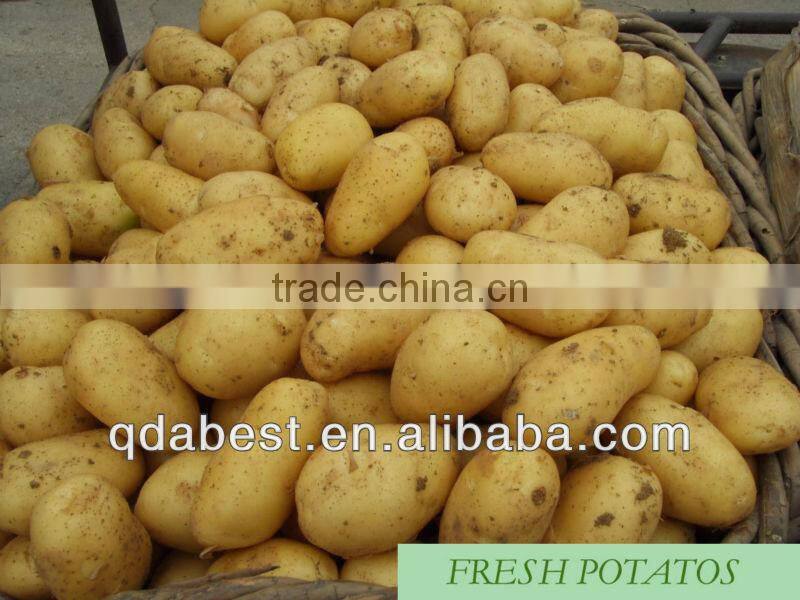 2014 new crops fresh potatos