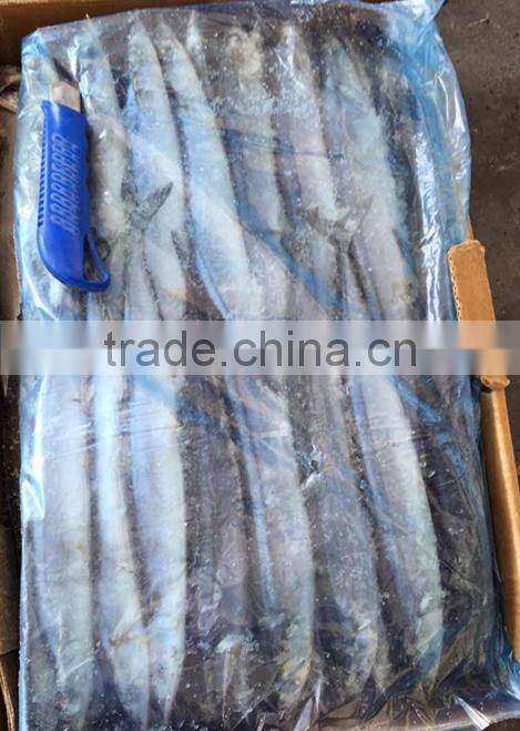 Frozen Pacific Saury Fish