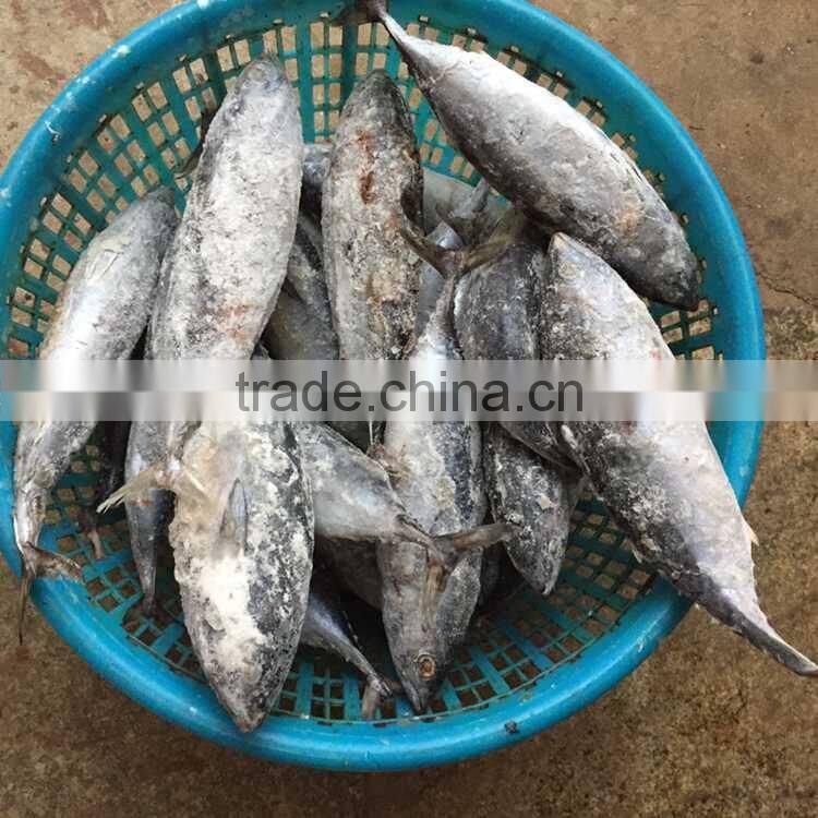 Frozen bonito tuna frozen bonito fish for sale