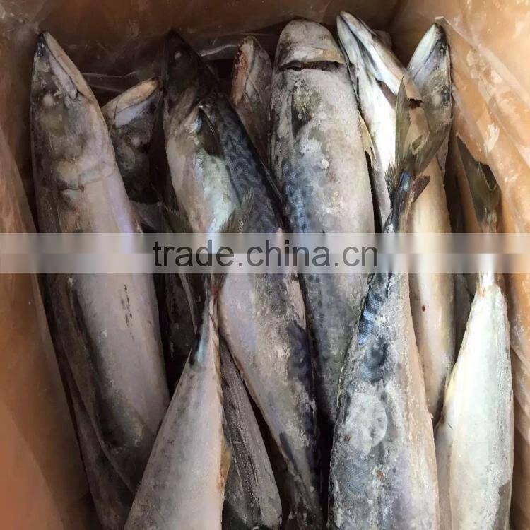 Pacific mackerel 3-5 seafrozen mackerel for sale from China supplier