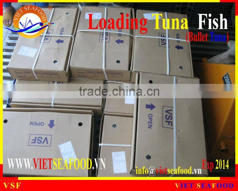 LOADING WHOLE ROUND BULLET TUNA