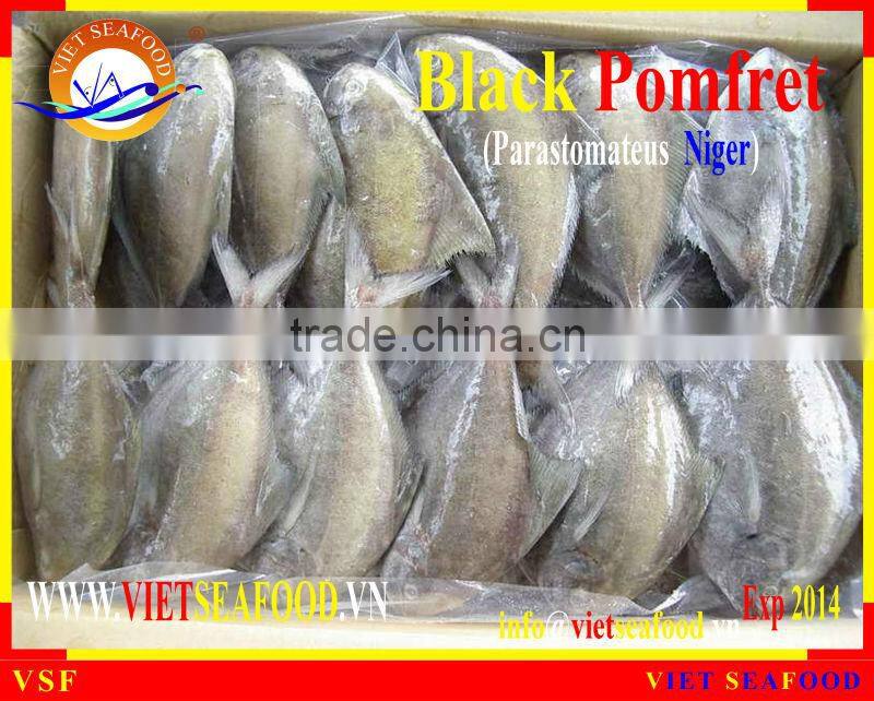 FROZEN BLACK POMFRET WHOLE ROUND