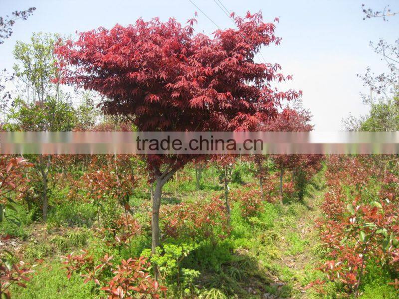 Acer palmatum