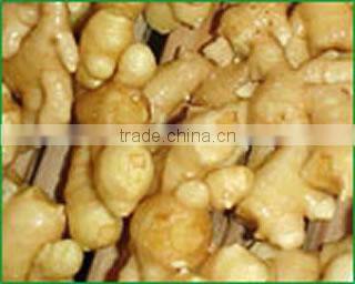 yellow color fresh ginger