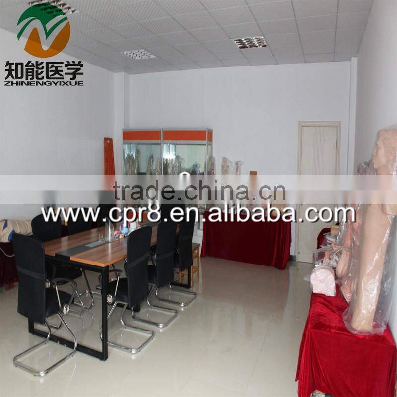 BIZ-Y1031 Horse acupuncture model