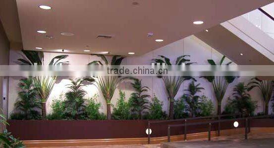 Large banana tree in group