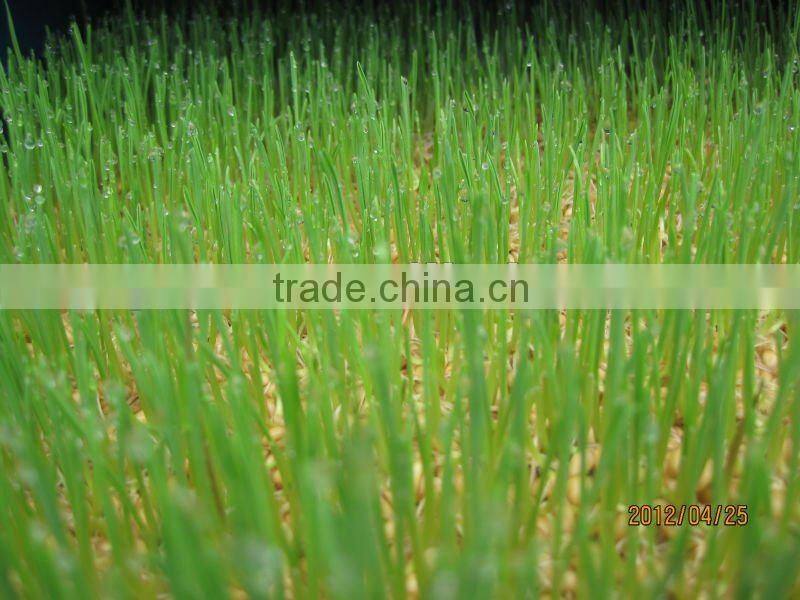 new functional automatic -animal fodder sprouting mahine -barley/wheat/meize/seedling bean sprout machine