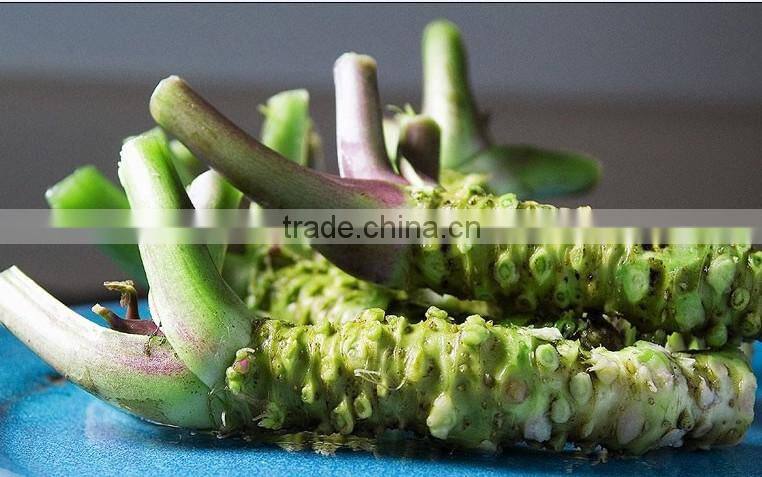 wasabi paste made in Chinese factory