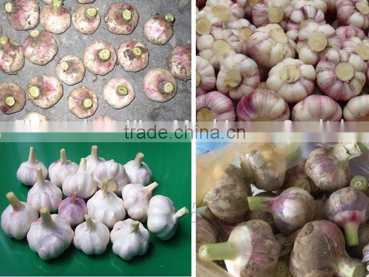 Garlic root cutting machine / garlic root cutter / garlic cutting machine
