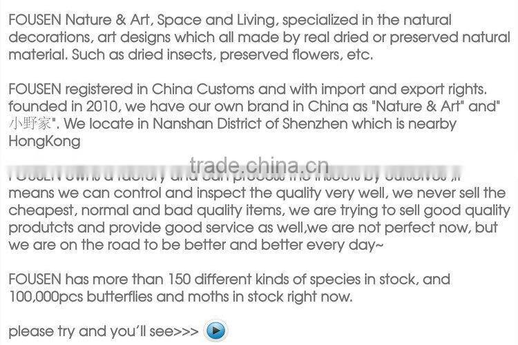 FOUSEN(011) Nature& Art natural real dried butterfly unique table frame