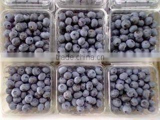 IQF frozen Chinese China best quality better quality wild blueberry blueberries