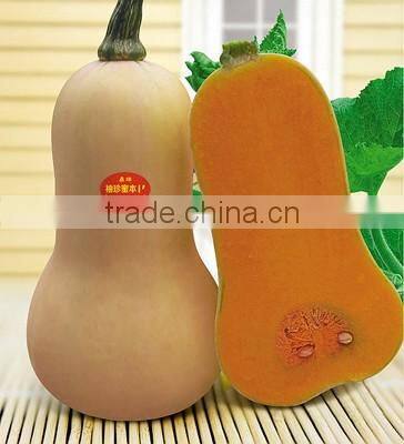 Super delicious hybrid Pumpkin seeds chinese vegetable seeds For Growing-Xiu Zhen F1