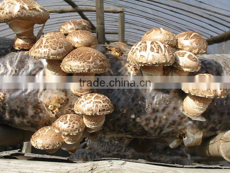 2015 new crop shiitake mushroom ,Top quality Tea flower mushroom