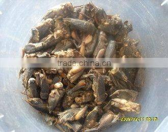 Dry cricket fish food