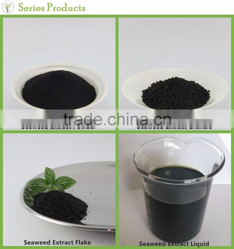 Top grade soluble natural seaweed extract granule plant fertilizer