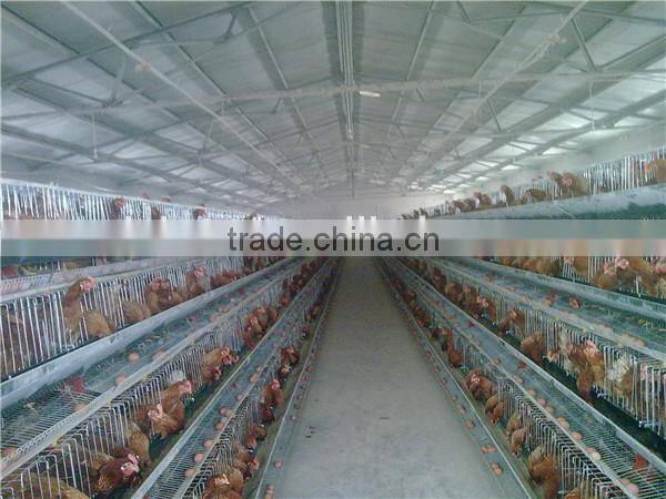 Automatic layer chicken cages, poultry farm cage for 120 chickens