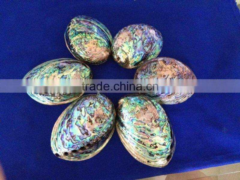 Raw haliotis iris polished abalone shell crafts
