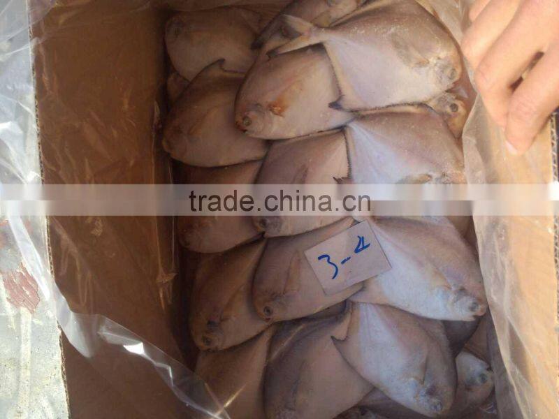 fresh super quality frozen silver pomfret 150-200,200-250g