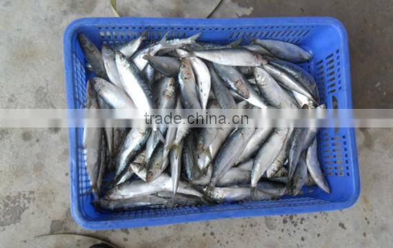 frozen Sardine HGT with competitive price China origin