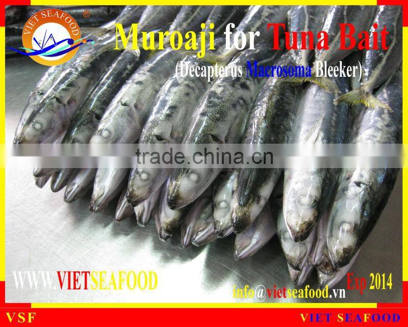 FROZEN W/R MUROAJI FOR TUNA BAIT