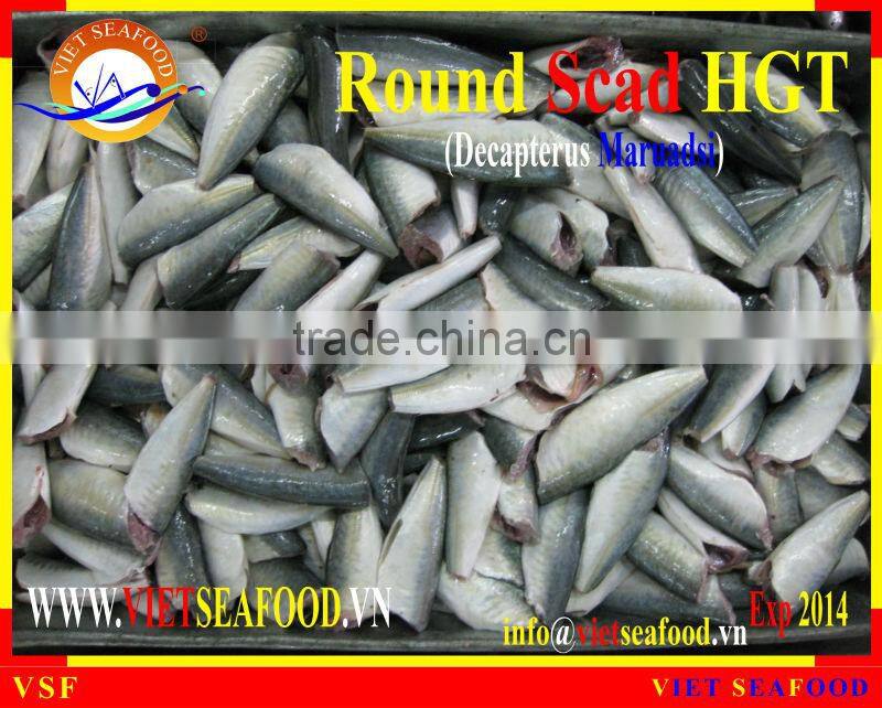 FROZEN HORSE MACKEREL HGT