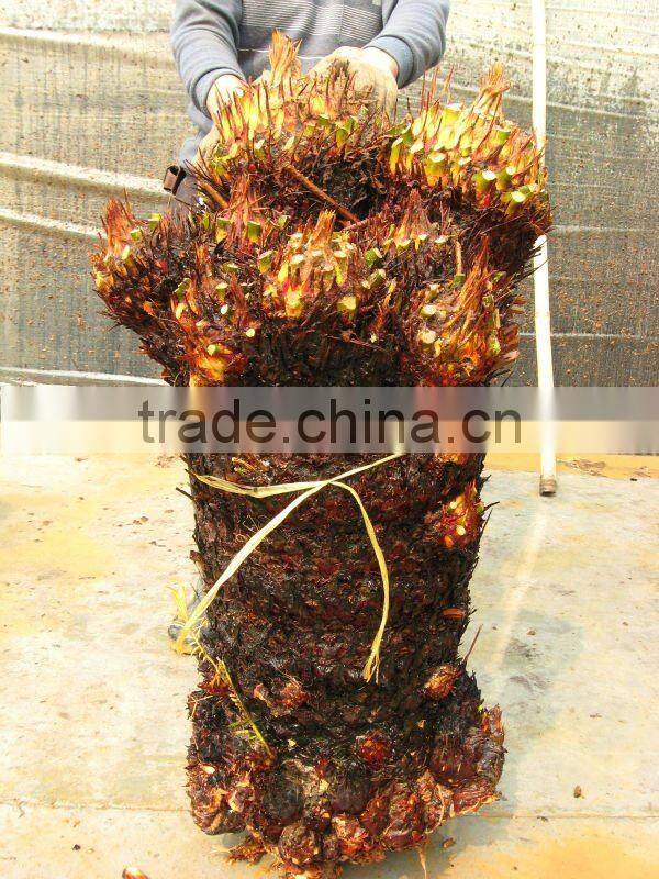 cycas revoluta multi-heads for sell