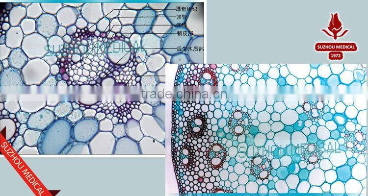 Zea stem TS Corn stem prepared slides