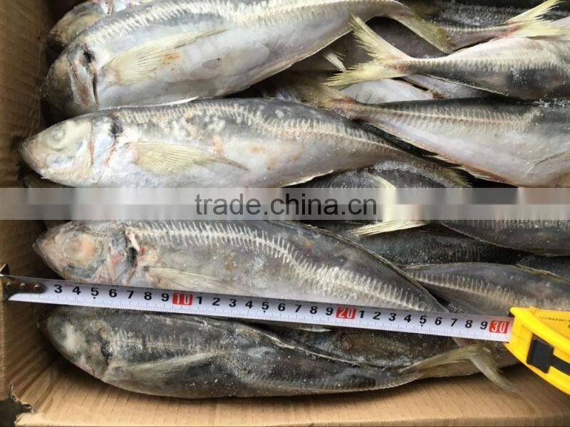 25cm+ CARAPAU Frozen Horse Mackerel