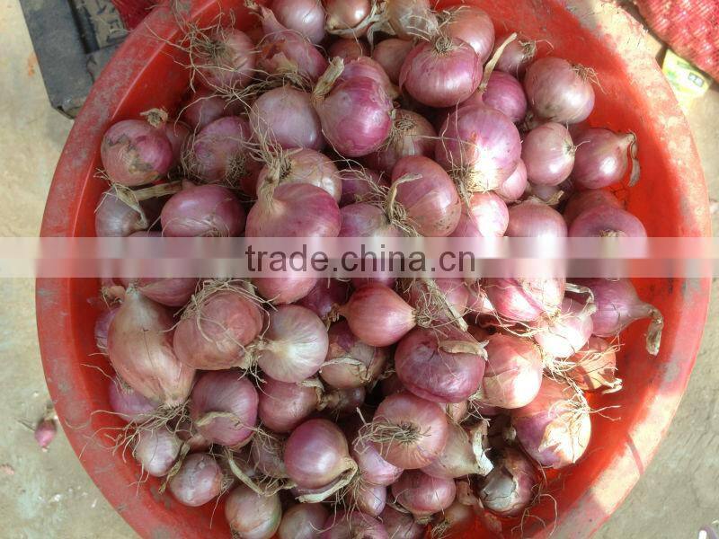 Yellow Onion Red Onion Specification Fresh