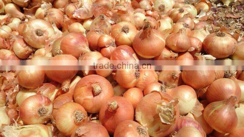 CELEBRITY EGYPTIAN CROP FRESH ONION GOOD PRICE