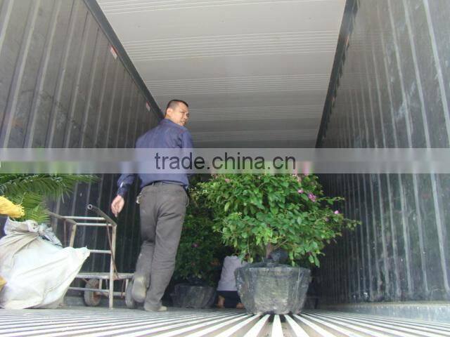 small medium big size multicolor blooming Bougainvillea spectabilis Willd of decorative ornamental outdoor indoor bonsai plants
