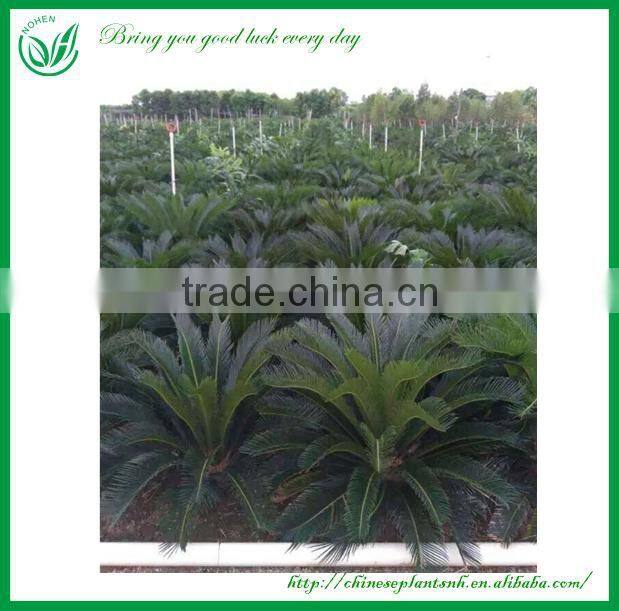 Outdoor Palm Plants