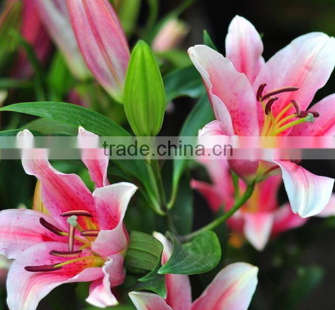 Beautiful fresh cut lily flower Fresh-Cut flowers for banquet