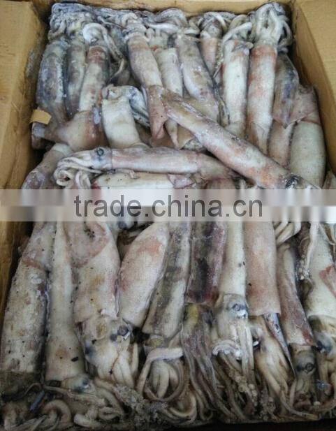 Whole Round Todarodes Pacificus Frozen Squid