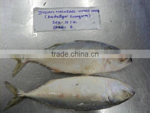 FROZEN INDIAN MACKEREL
