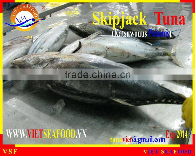 FROZEN SKIPJACK TUNA WHOLE ROUND