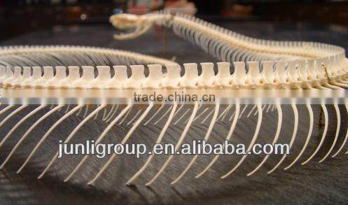 JLDF-G-0024 Artificial Huge Snake Skeleton