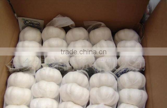 Chinese Fresh Garlic