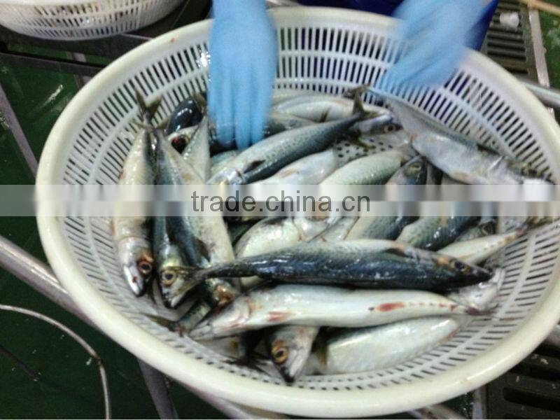 new coming 200-300g WR frozen mackerel (pacific mackerel)