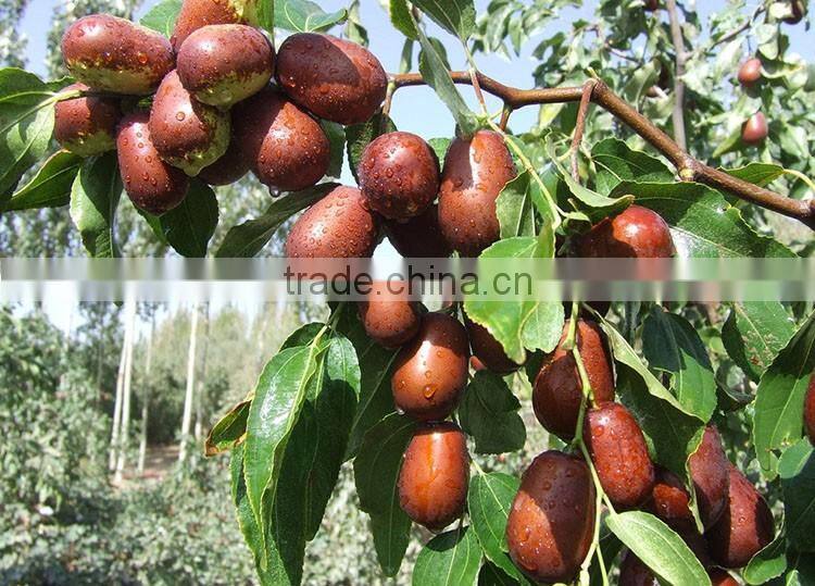 Hot sale high quality chinese organic dry Jujube