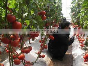High greenhouse tomato seeds