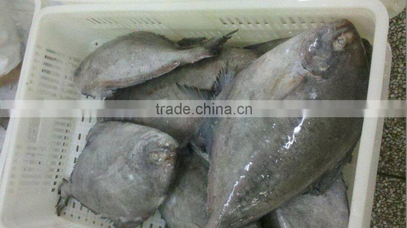 Frozen Black Pomfret